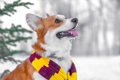犬が冬を快適に過ご…の画像