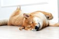 愛犬が『寝たふり』…の画像