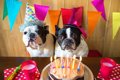 犬が喜ぶ誕生日の祝…の画像