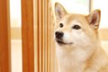 意外と頑固？日本犬…の画像