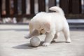 犬がボール遊びを喜…の画像