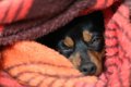 犬の低体温症の原因…の画像