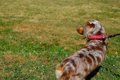犬の椎間板ヘルニア…の画像