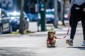 小型犬の散歩の頻度…の画像