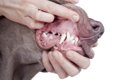 犬の歯石取りスプレ…の画像