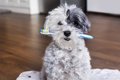 犬に歯磨きをさせる…の画像