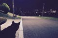犬の『夜のお散歩』…の画像
