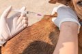 アフリカで狂犬病撲…の画像