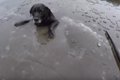 凍った河に犬が落ち…の画像