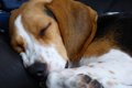犬の睡眠時間は平均…の画像