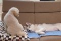ボス犬と一緒に寝た…の画像