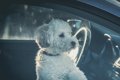 冬なら車で犬を留守…の画像
