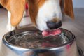 犬の飲み水は冷たい…の画像
