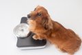 食欲は犬の体調のバ…の画像
