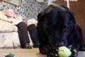 最愛の盲導犬を亡く…の画像