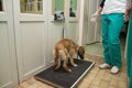 動物病院での犬のス…の画像