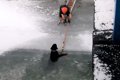 真冬の凍った川に犬…の画像