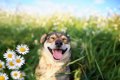 『幸福度が高い犬』…の画像