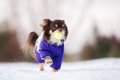 犬が冬を楽しんでい…の画像