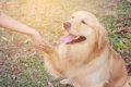 犬の聴覚障害につい…の画像