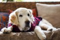 老犬介護で必要な５…の画像