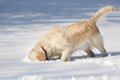 犬は雪を食べても大…の画像