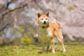 日本犬が海外で人気…の画像
