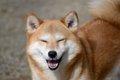 日本犬が飼い主以外…の画像
