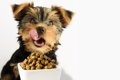 犬がご飯を食べると…の画像