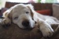 犬の『睡眠時間』は…の画像