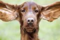 犬の耳掃除のやり方…の画像