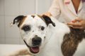 犬のガン予防ワクチ…の画像