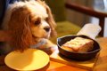 犬に人間の食べ物を…の画像