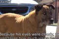 盲目の高齢犬の保護…の画像