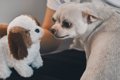 犬がおもちゃに唸る…の画像