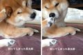犬が自分の足を嗅い…の画像