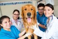 愛犬の病院嫌い克服…の画像