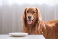 犬のご飯は毎日変え…の画像