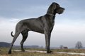 黒い犬種15選！大型…の画像
