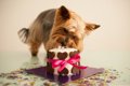 犬用のケーキやスイ…の画像