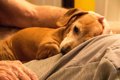 認知症の愛犬への介…の画像