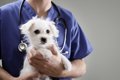 獣医師が犬の問題行…の画像