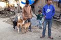 【犬の国のネパール…の画像