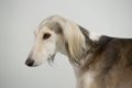 長い鼻・顔を持つ犬…の画像