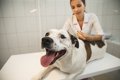 犬の混合ワクチン接…の画像