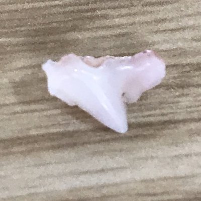 トイプードルの乳歯