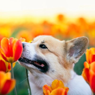 春に気をつけたい犬へのNG行為5選　起こりやすいトラブルや危険を回避する方法まで
