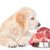 犬は生肉を食べていいの？危険な種類やリスク、誤食時の対処法