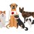 日本犬は全部で6種類！それぞれの性格や特徴について解説
