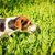 犬が草を食べる理由とその注意点